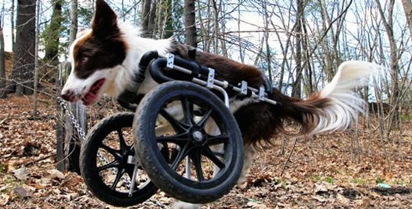 te binden Shipley Rijk Eddie's Wheels for Pets - The Pet Mobility Experts
