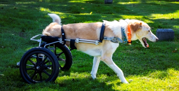 te binden Shipley Rijk Eddie's Wheels for Pets - The Pet Mobility Experts