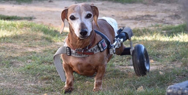 Eddie's Wheels for Pets - The Pet Mobility Experts