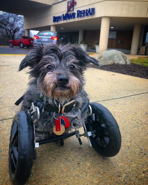 Cyrus, a 14 year old therapy dog born without front legs, has been spreading joy to patients for over a dozen years, earning him a special place in the hearts of all at the local hospital he regularly visits