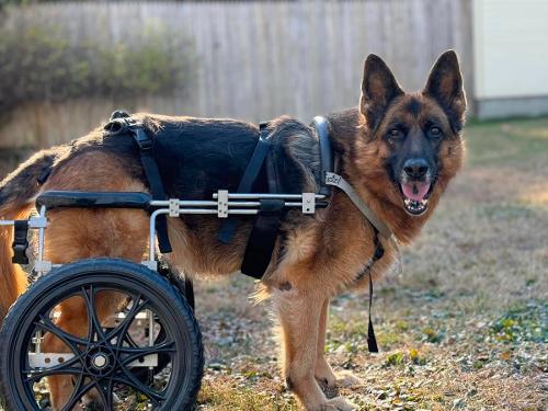 Bliss A GSD with DM