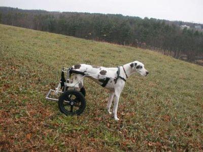 Ace - Eddie’s Wheels custom designs dog wheelchairs from the smallest of breeds to the very largest