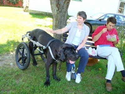 Caine - Caine a Mastiff has regained mobility thanks to the aid of an Eddie’s Wheels custom made dog wheelchair