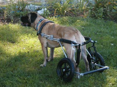 Glee - Glee surveys the outdoor scene in an Eddie’s Wheels custom made dog wheelchair