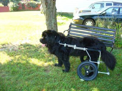 Newfoundland - Giant breed dog has regained mobility thanks to the aid of an Eddie’s Wheels custom made dog wheelchair