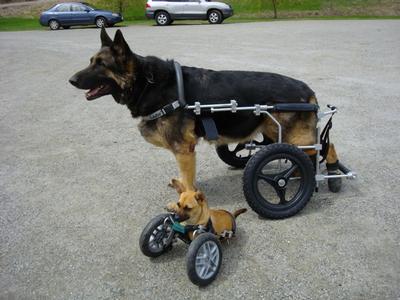 Large Dog - A large dog wheelchair, compared to the tiny Willa sized front wheel cart