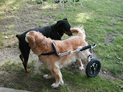Chloe & Toby Sniff - Dogs will be dogs, even dogs in dog wheelchairs