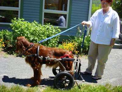 Setter - Walking once more in a large dog wheelchair