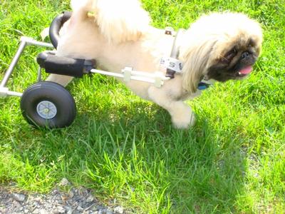 Bermeaty Peke - Exploring away in his Eddie’s Wheel’s dog wheelchair