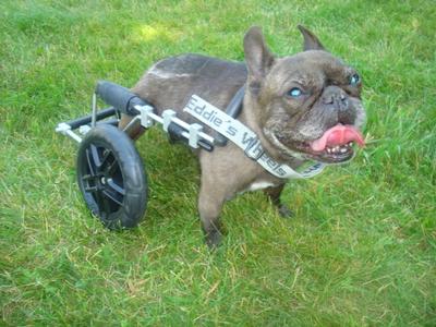 Frenchie - Happy little guy in his small dog wheelchair