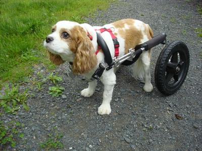 Noel - Look at this cutie in his dog wheelchair