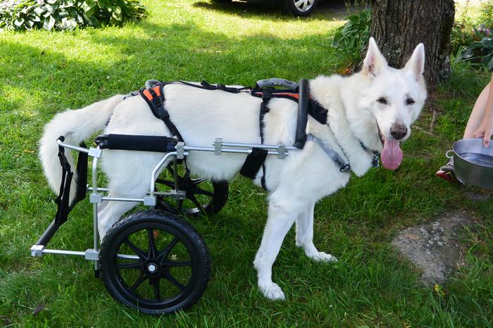 Large Custom Dog Cart