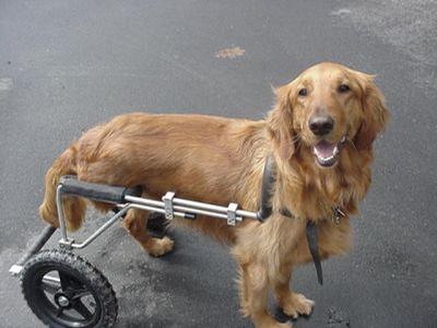 Maggie - Maggie an amputee Golden Retriever ready to take off for a walk in her custom made Eddie’s Wheels dog wheelchair