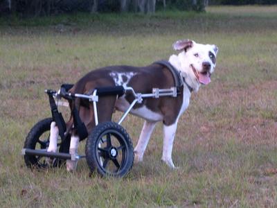 Rocky Dog Wheelchair
