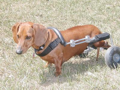 Dachshund Dog Wheelchair (2)
