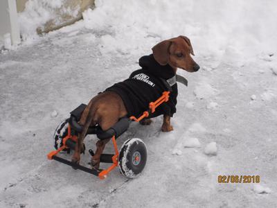 Dachshund Dog Wheelchair (4)