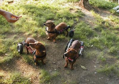 Dachshunds Dog Wheelchairs (1)
