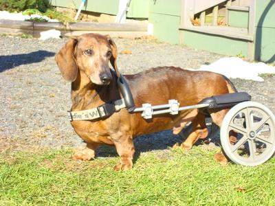 Dexter Dog Wheelchair (1)