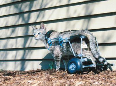Cat - This grey cat stands tall in an Eddie’s Wheels custom made cat wheelchair