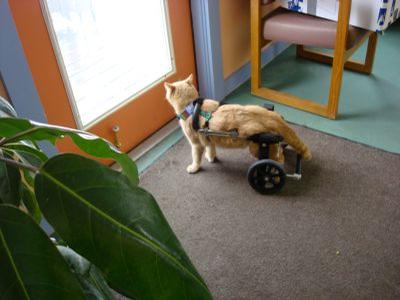 Orange Cat - An orange cat has regained mobility in an Eddie’s Wheels custom made cat wheelchair