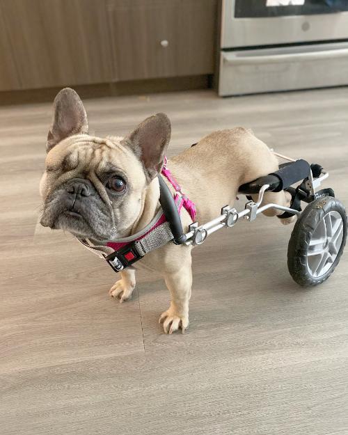 French bulldog in rear wheel cart