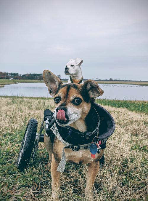 Small dog in rear wheel cart