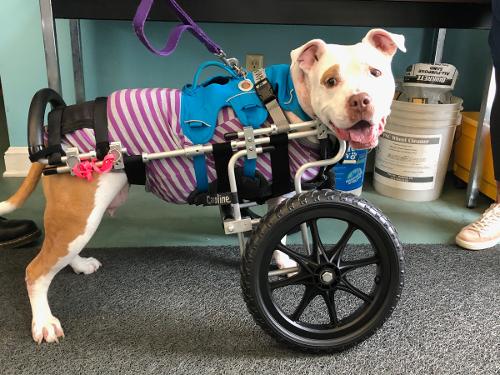 Large dog in front wheel cart
