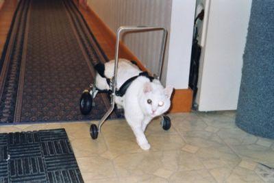 cat with wheels