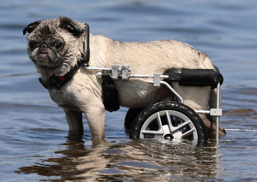 Quads Dog Wheelchairs - Eddie's Wheels for Pets - The Pet Mobility Experts