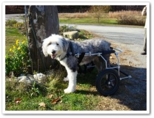 Haute Wheels Dog Wheelchair