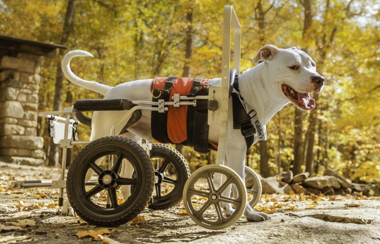 Dog Wheelchairs for Rear Legs - Eddie's Wheels for Pets - The Pet Mobility  Experts