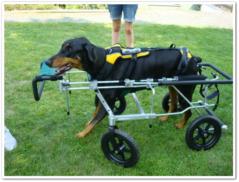 Quads Dog Wheelchairs - Eddie's Wheels for Pets - The Pet Mobility Experts