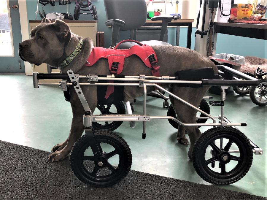 Quads Walkers Eddie S Wheels For Pets The Pet Mobility Experts - Diy Large Dog Wheelchair For Back Legs