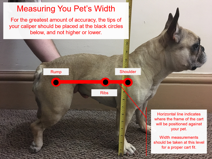 How to measure a dog's height. 