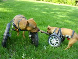 Dog Wheelchairs for Front Leg Disabilities - Eddie's Wheels for Pets - The  Pet Mobility Experts