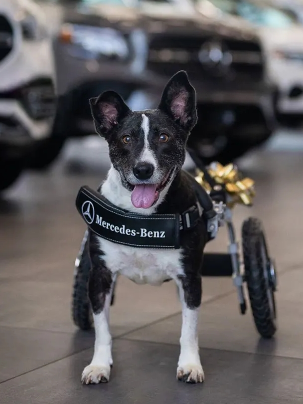 Bunny s Benz By Eddie s Wheels Eddie s Wheels for Pets The Pet Mobility Experts