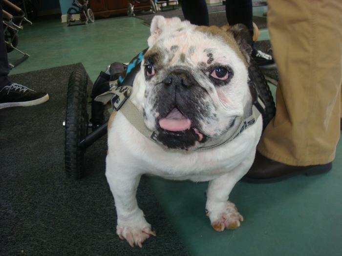 Using Wheelchairs For Orthopedically Challenged English Bulldogs Eddie S Wheels For Pets The Pet Mobility Experts