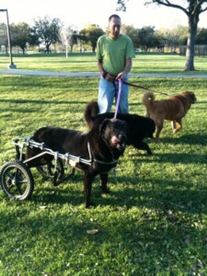 Large Dogs - Eddie's Wheels for Pets - The Pet Mobility Experts