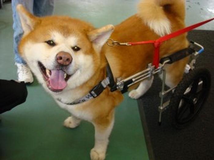 Dog Wheelchairs for Dogs with Hip Dysplasia and Arthritis