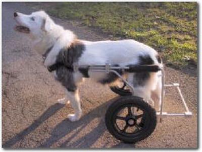 Large Dogs - Eddie's Wheels for Pets - The Pet Mobility Experts