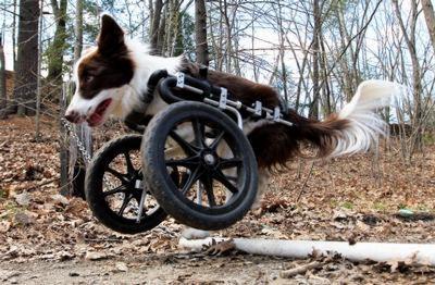 dog on a front wheel cart
